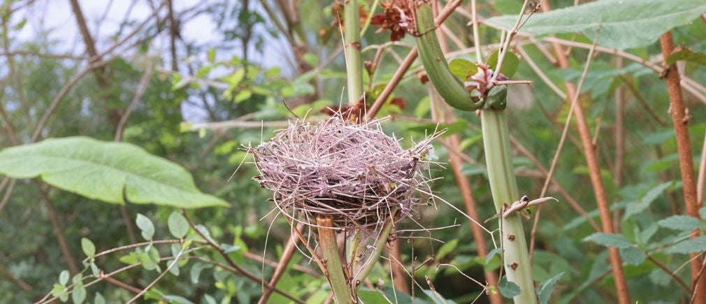 Nid d’oiseau construit avec des brindilles, posé sur une tige au milieu de la végétation