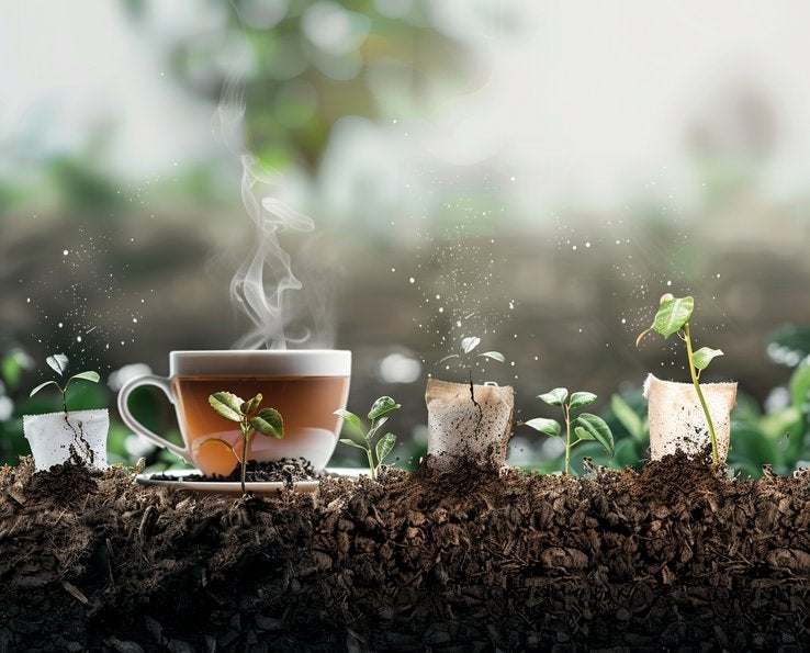 Germination de sachet de thé composté avec jeunes plantes