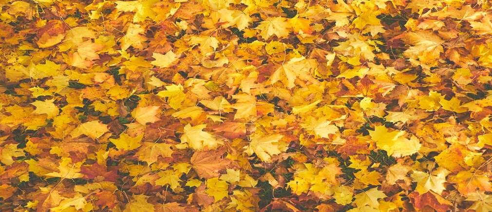 Feuilles mortes jaunes couvrant le sol d’un jardin en automne
