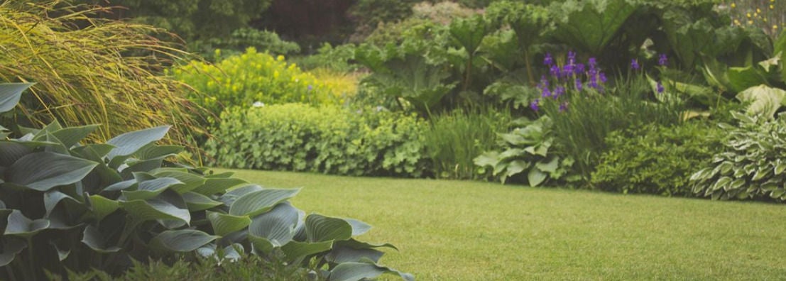 Pelouse verte avec massifs de fleurs violettes