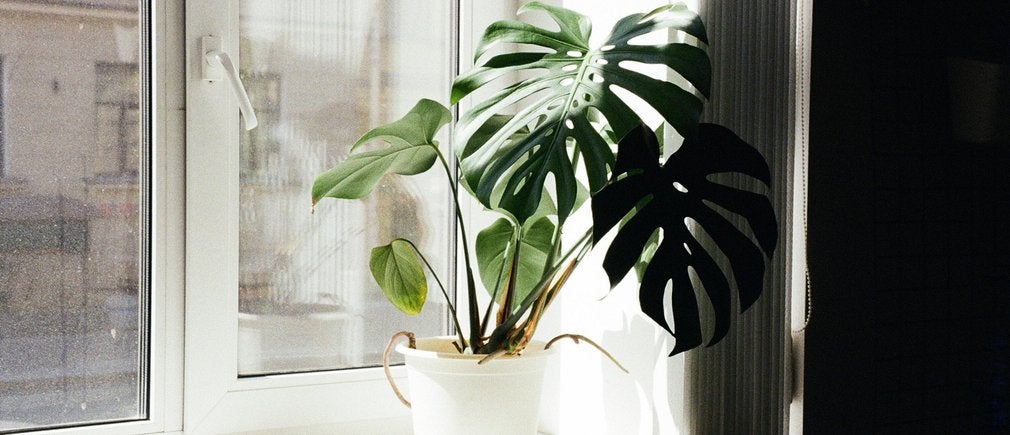Plante monstera posée près d’une fenêtre lumineuse dans un pot