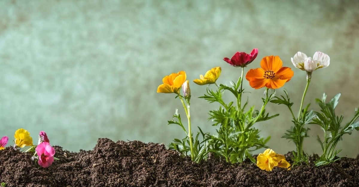 Fleurs aux couleurs vibrantes plantées dans un sol fertile