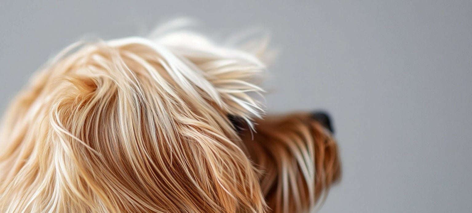 Tête de chien au pelage soyeux en gros plan