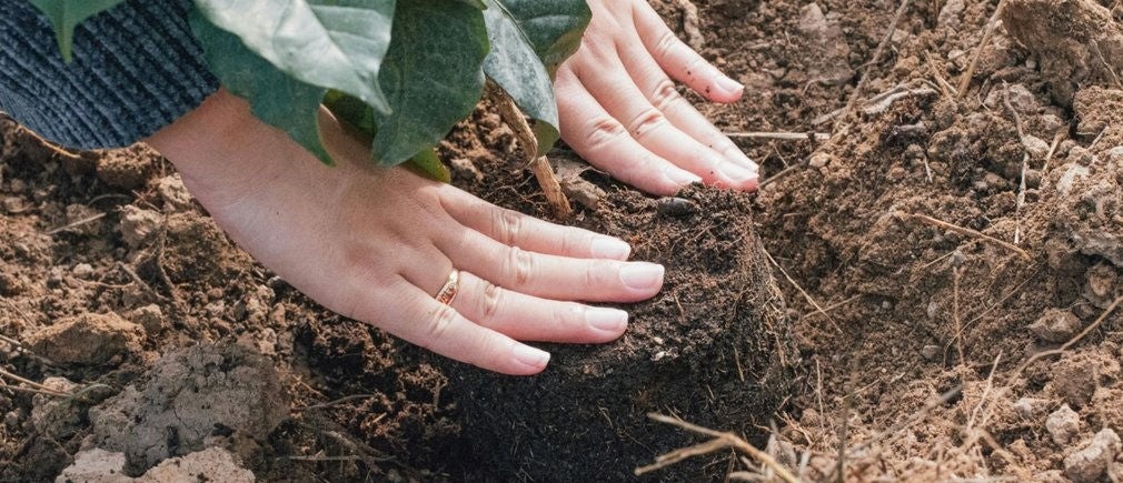 Plantation d’une plante en extérieur dans un jardin